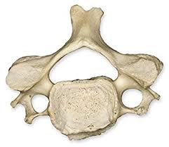 Human vertebrae and disc anatomy