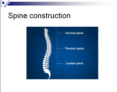 spine construction